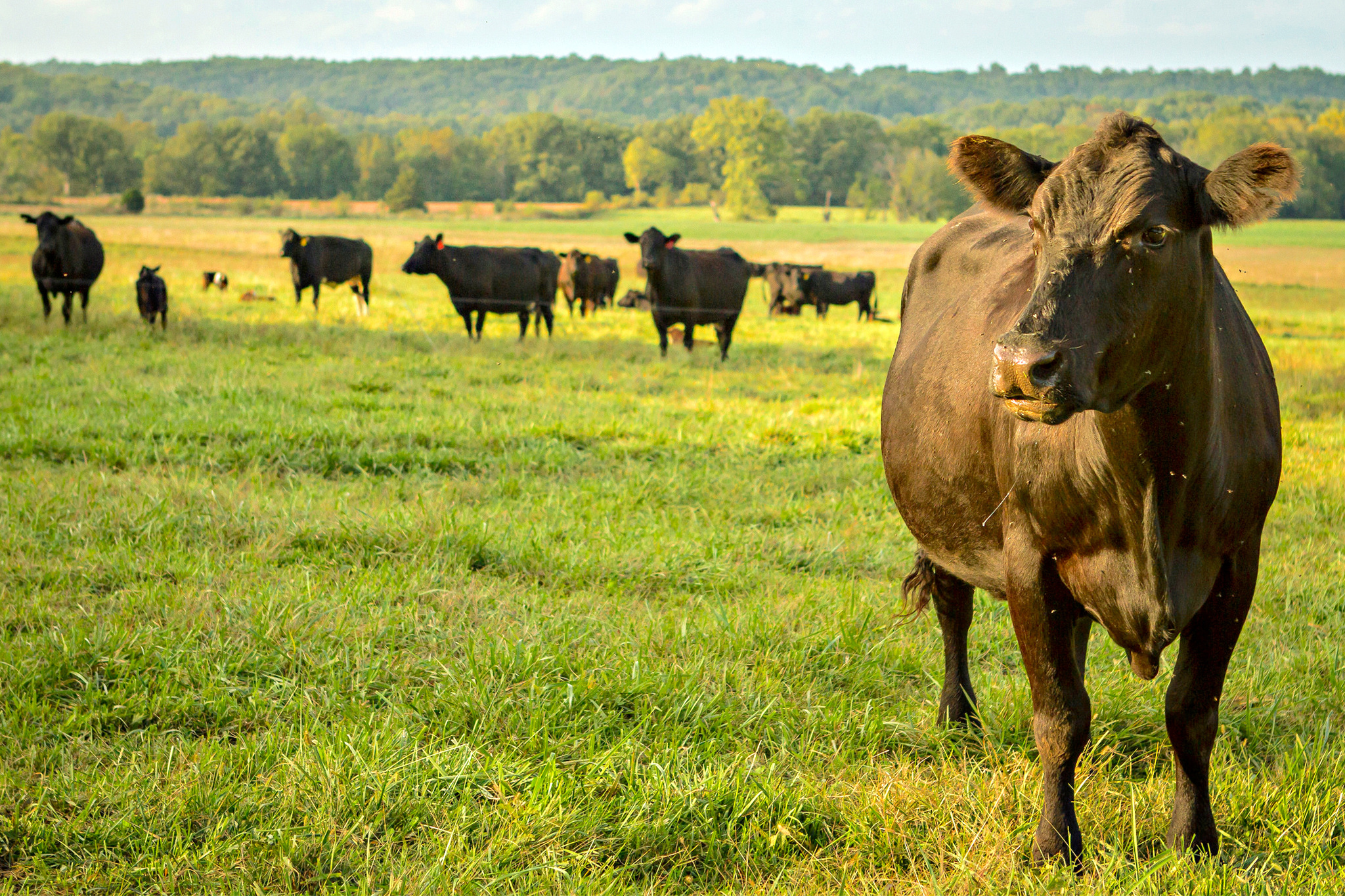 Grass-Fed Beef Will Not Help Tackle Climate Change, Report Finds