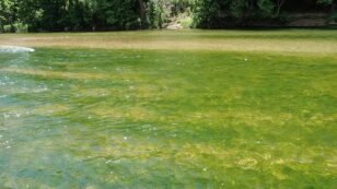 2020 Summer Recreation: Peak Harmful Algae Season and the Pandemic
