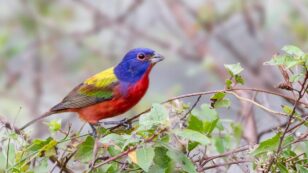 Rare Painted Bunting Draws Flocks of Birders to Maryland Park