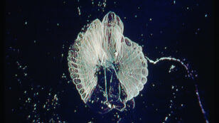 Extraordinary Ocean Creatures Use Mucus to Help Remove Carbon and Microplastics
