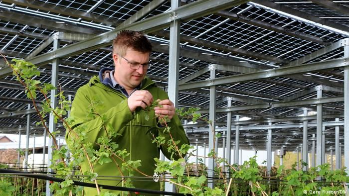 Fabian Karthaus grows berries beneath solar panels.