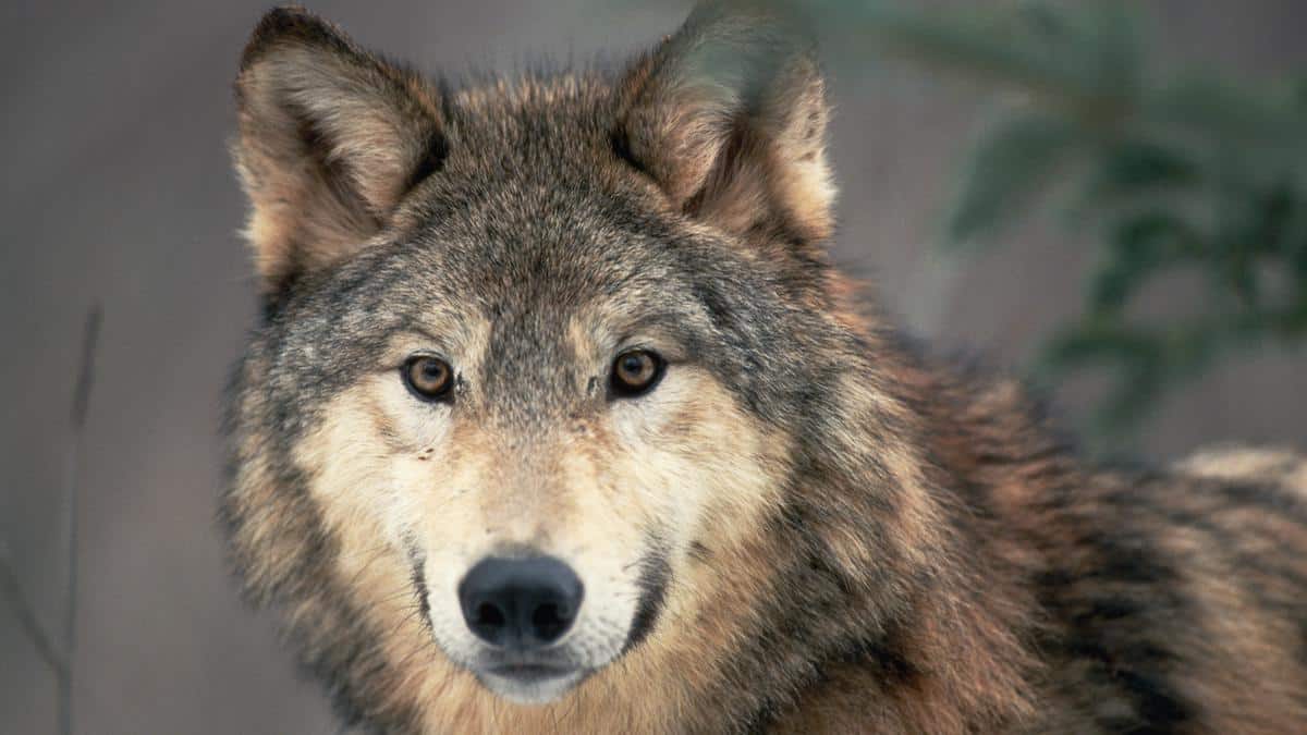 ​A gray wolf.