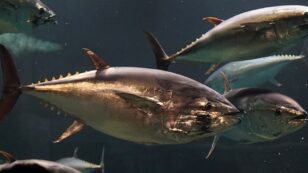 Big Bluefin Tuna Recovering Due to Conservation, But Species Still at Risk