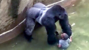 Rare Gorilla Shot Dead After 4-Year-Old Boy Slips Into Animal’s Enclosure at Cincinnati Zoo
