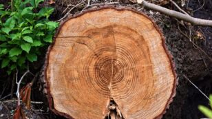 Tree Rings Reveal How Ancient Forests Were Managed