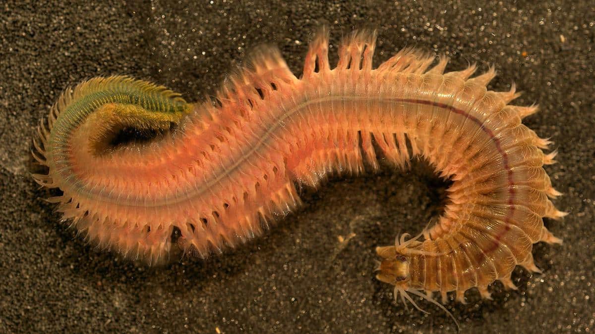 Biting Marine Worms Swarm South Carolina Coast - EcoWatch