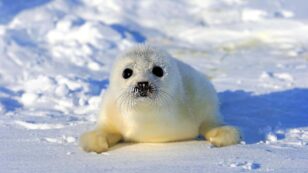 Harp Seal Pups in Trouble in Quebec Due to Low Sea Ice