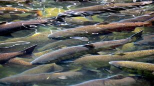 Farmed Salmon Industry Causing Global Sea Lice Crisis