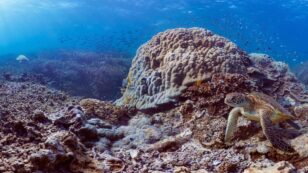 Report Details Climate Crisis Impacts on Coral Reefs, Warns of ‘Human Tragedy’