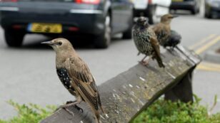 Traffic Sounds Make It Harder for Birds to Think, Scientists Find