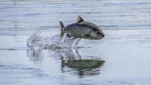 Nearly All Chinook Salmon in ​Sacramento River Expected to Be Killed by Extreme Heat, Water Mismanagement