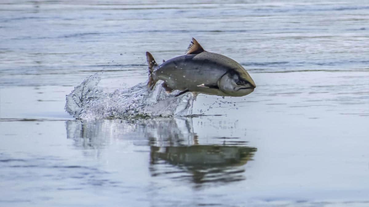 A chinook salmon jumps in the Sacramento River.