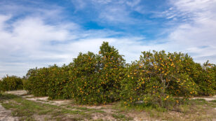 EPA Proposes Use of 650,000 Pounds of Antibiotics Per Year on Citrus Fields