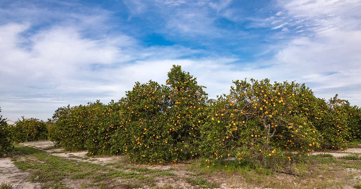 EPA Proposes Use of 650,000 Pounds of Antibiotics Per Year on Citrus Fields - EcoWatch