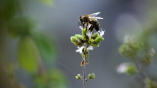 European Top Court Upholds French Ban on Bee-Harming Pesticides