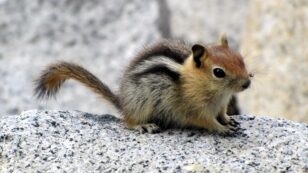 Lake Tahoe Sites Closed After Chipmunks Test Positive for Plague