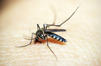 Rising Temperatures Will Help Mosquitos Infect a Billion More People