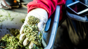 New Analysis Shows Federal Marijuana Legalization Could Raise $130 Billion, Add 1 Million Jobs by 2025