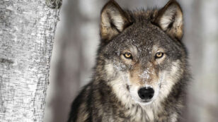 Norway to Kill 47 of Its Remaining 68 Wolves
