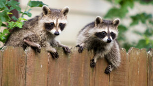 How to Handle Raccoons, Snakes and Other Critters in Your Yard (Hint: Not With a Thermos)