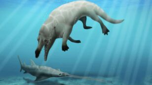 Scientists Discover Ancient Four-Legged Whale