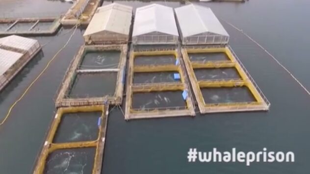 90 Belugas, 11 Orcas Trapped in ‘Whale Jail’ off Russian Coast