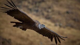 Pesticides Are Killing off the Andean Condor