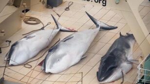 Sea Shepherd Condemns Japan’s Plan to Slaughter 4,000 Minke Whales