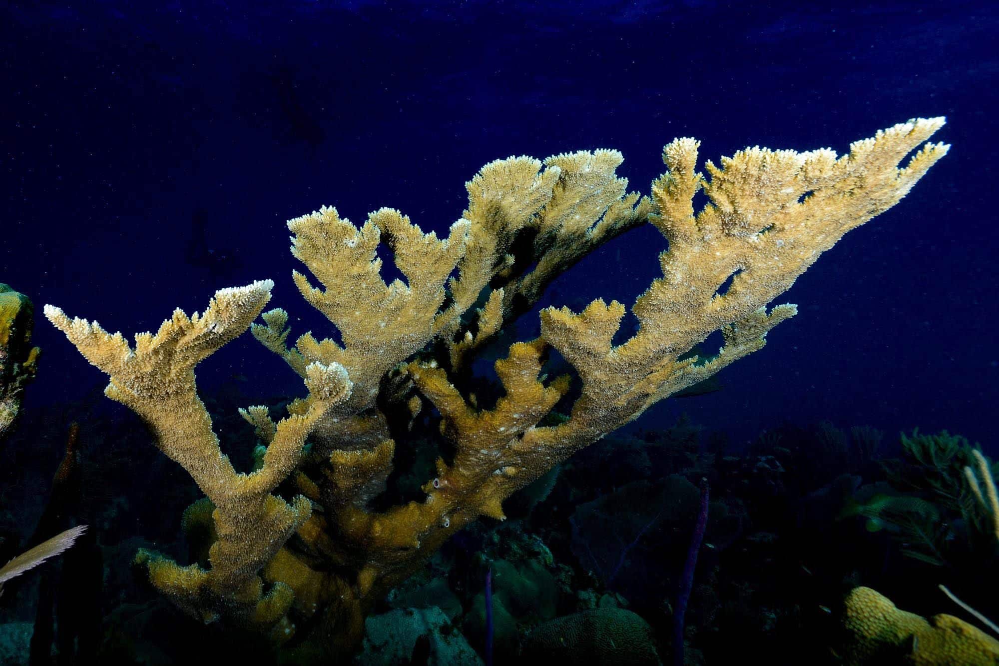 Elkhorn corals.