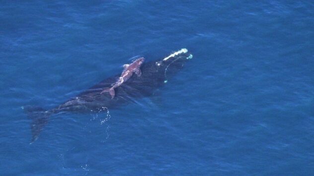 Scientists Haven’t Seen a Single North Atlantic Right Whale Calf This Season