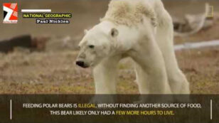 As World Warms, Heart-Breaking Video Shows What It Looks Like When a Polar Bear Starves