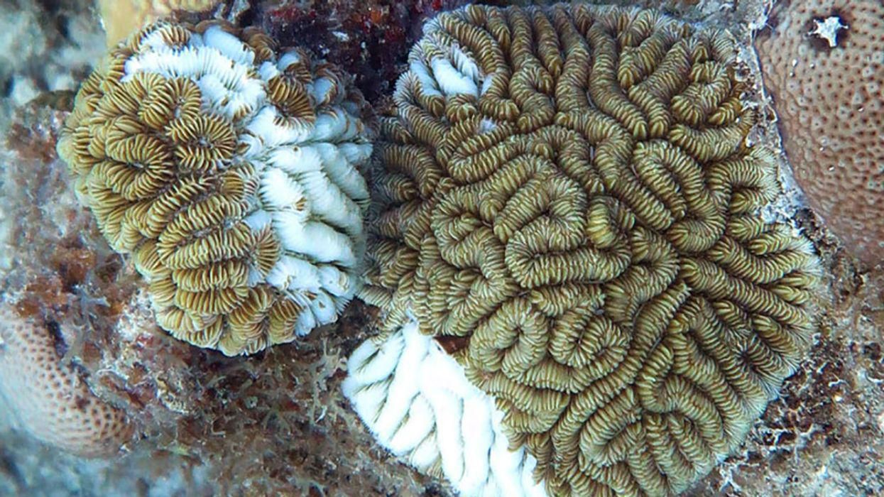 Maze corals on Flat Cay reef.