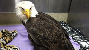 $5,000 Reward Offered for Information on Shooting of Bald Eagle