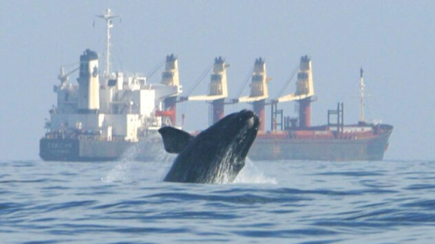 North Atlantic Right Whale Population Dips Below 450 After ‘Deadliest Year’ Since Whaling Era