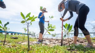 Why Planting Mangroves Can Help Save the Planet