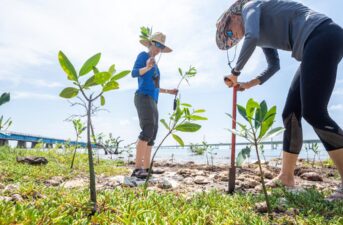 Why Planting Mangroves Can Help Save the Planet