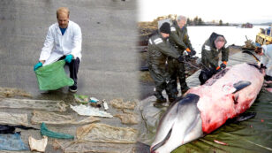 Whale Found With 30+ Plastic Bags in Its Stomach