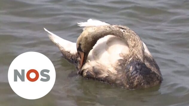 Major Oil Spill Contaminates 1,000 Birds in Rotterdam Harbor