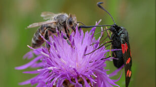 To Stop an Insect Die-Out, the World Needs Pollinator-Friendly Policies, Scientist Warns