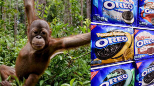 Oreo Cookie Maker Linked to Orangutan Habitat Destruction for Palm Oil