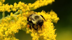 Half of Michigan’s Bumblebee Species in Decline, One Extinct