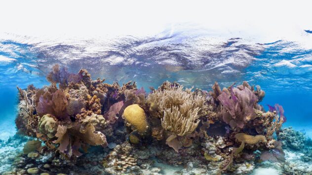 This Scientific Breakthrough at the Florida Aquarium Could Save Coral Reefs