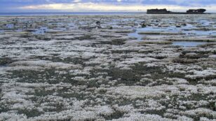 Great Barrier Reef in Danger of Mass Coral Bleaching Events Every Two Years
