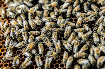 Deadly Pathogen Alters Honey Bee Behavior to Gain Access to Foreign Hives, Researchers Find