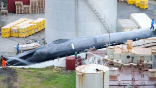 Some Experts Say Icelandic Whaling Company Killed an Endangered Blue Whale