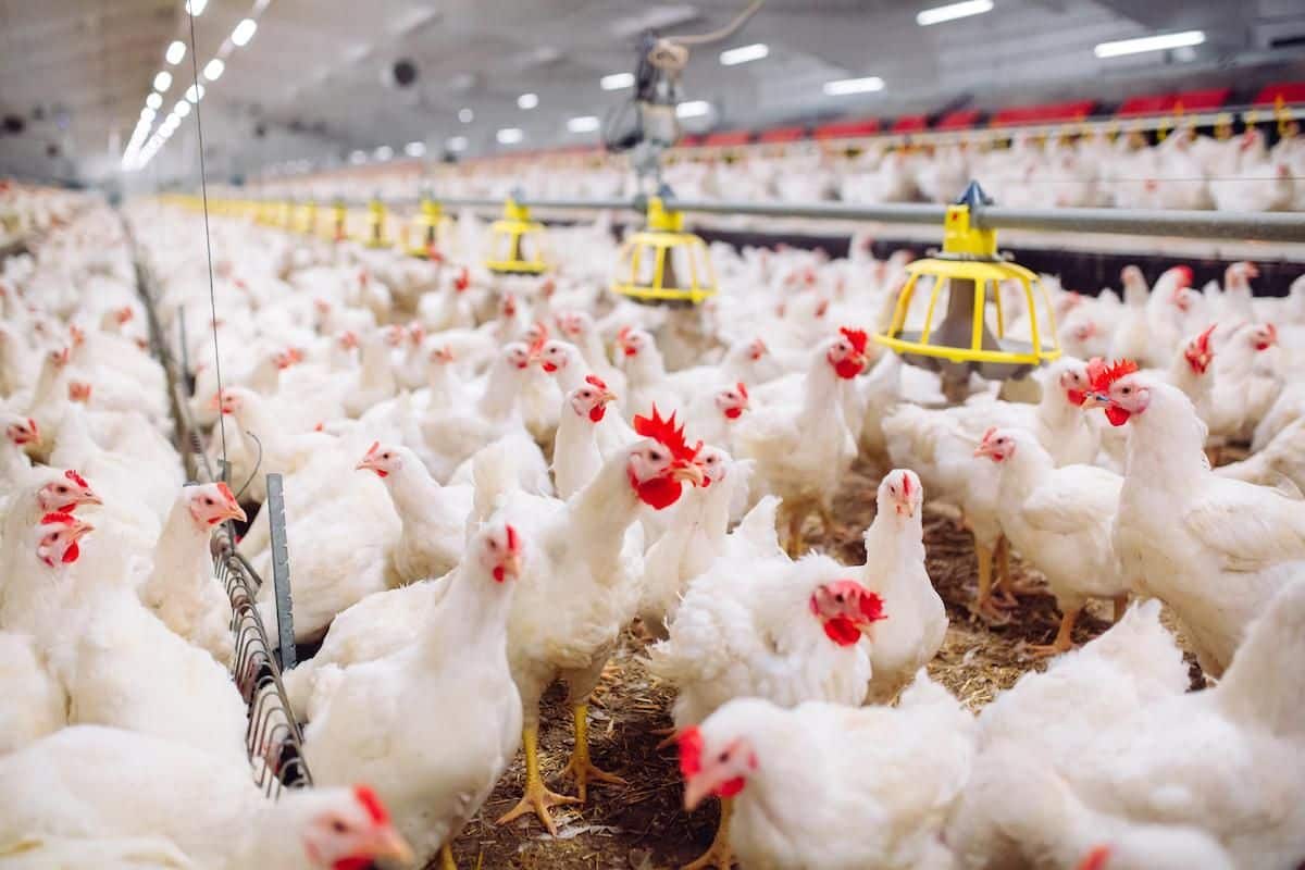 An indoor farm for growing broiler chickens in the Ukraine.