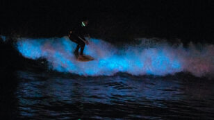 Bioluminescent Waves Mesmerize California Beachgoers, Surfers