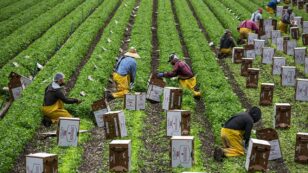 Essential Farmworkers Deserve Pesticide Protections