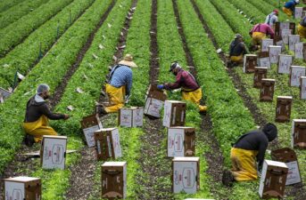 Essential Farmworkers Deserve Pesticide Protections