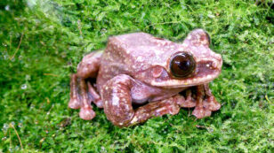 Famous Rare Frog Dies, Sending Species to Extinction